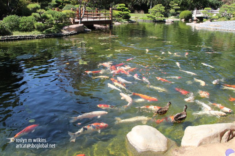 The Earl Burns Miller Japanese Garden At California State