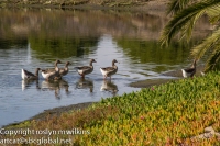Wading geese