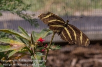 los-angeles-natural-history-museum-butterflies-060614-026-C-850px