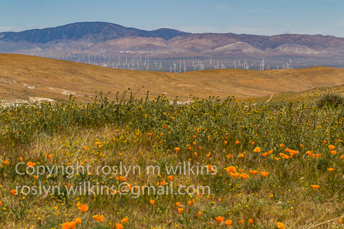 antelope valley poppies