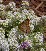 NHM-butterflies-061518-148-C-500px